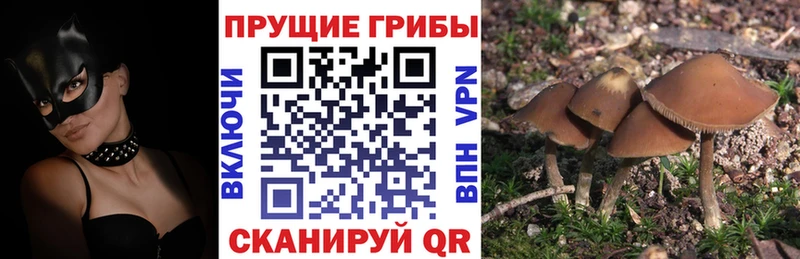 наркошоп  Удомля  Псилоцибиновые грибы GOLDEN TEACHER 